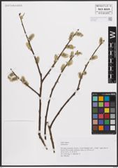 Foto von Salix caprea L.